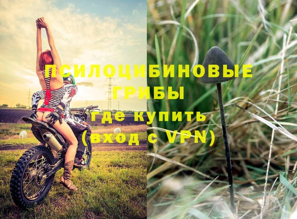 индика Белокуриха